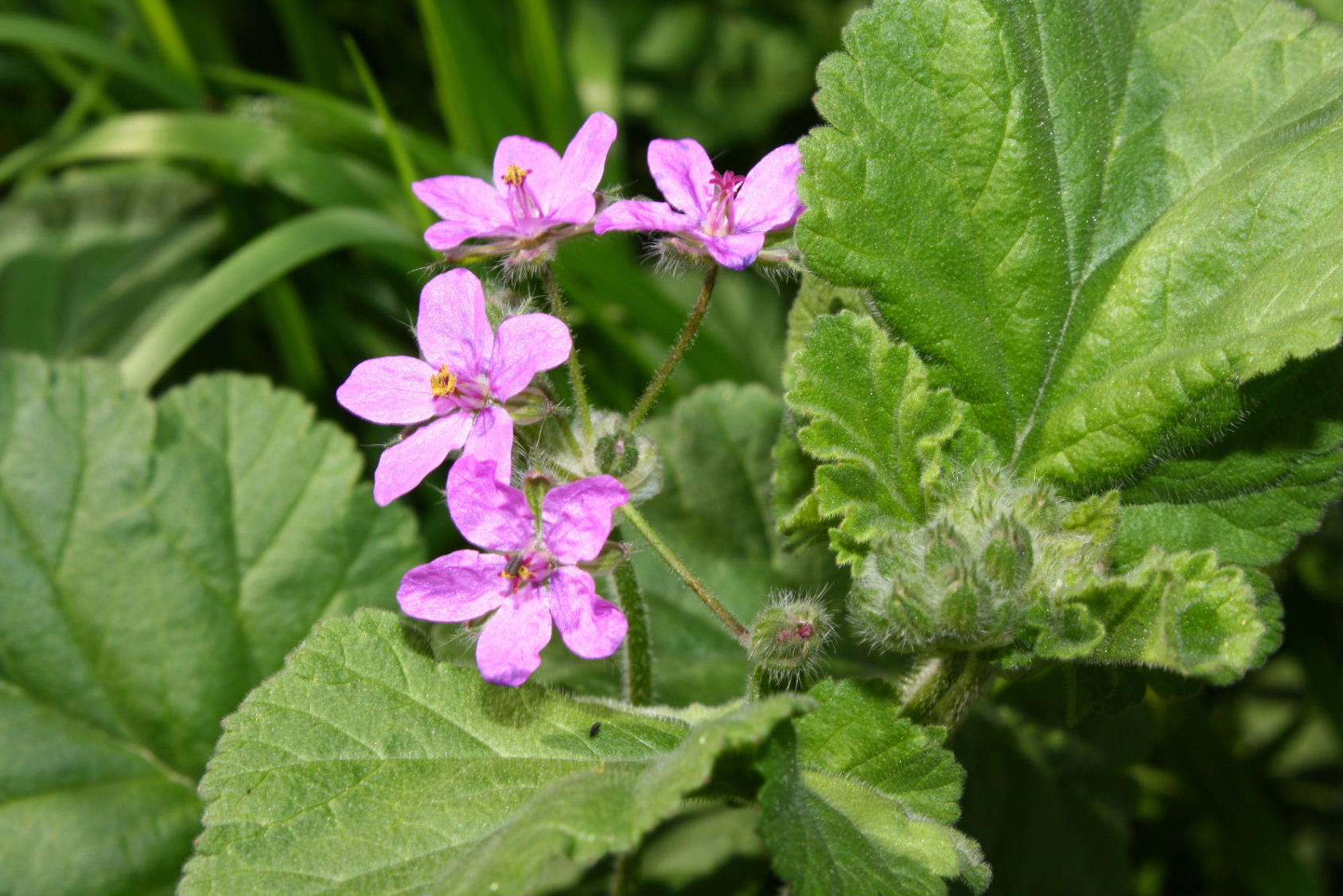 Erodium malacoides (Geraniaceae)